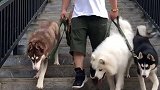 正确的溜狗方式！爆冲不可能！任何地方都要做到人停狗停哈士奇 萨摩耶 马犬 宠物 涛哥训犬