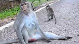 小猴与妈妈温情浓浓，不成想惹恼了猴王，猴王差点没把小猴摔死