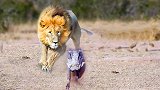 疣猪反击狮子，疣猪对抗狮子-鳄鱼-猎豹，残酷的非洲丛林
