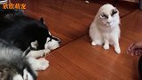 事实证明猫咪比狗狗更好训练，阿拉斯加满脸不服