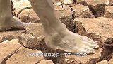 男子提着桶来到干裂的旱地，掰开一块泥土，下面全是鱼