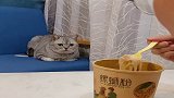 主人在家吃螺蛳粉，猫咪一脸嫌弃，最后表情真是哭笑不得！