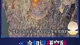 人工育珠是怎么形成的