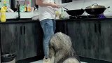 以后吃饭也不用桌子了，吃完饭狗狗也可以自己清理桌子