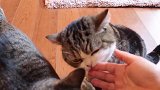 好呆萌的猫咪呢，看这蠢萌的小样子，真是猫咪本可爱了！