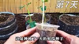 农村很独特的一种蛇瓜，看起来很像蛇，你知道怎么种出来的吗