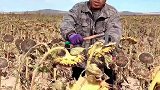 大哥自创葵花籽收割法，一割一切极度舒适