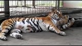 东北虎生了一只小老虎，感觉它是生来自己玩的，太逗了