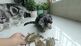 什么大闸蟹把小猫咪包围了