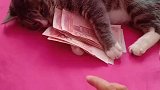 猫：不许拿，这可是我买猫：粮的钱！