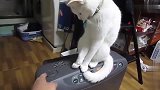 猫和主人对峙，手速之快，分分钟秒杀男主！