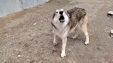 狗狗和狼一起养，狼一叫狗狗也跟着叫，好热闹