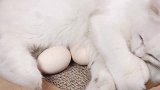 猫咪睡醒发现自己孵着鸡蛋，看看有什么反应，接下来真是太逗了！