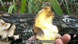 今年冬天气候暖和，最适合野生偏脚菇生长，这种菇好吃营养高