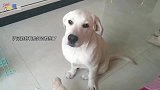 主人在外面摸了狗，拉布拉多吃醋的小表情，简直萌翻了！