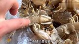 原来皮皮虾剥皮这么简单，一根筷子一撕就行再也不怕扎手指了！