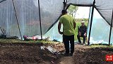 灵芝也能用淋浴了，东北35度高温小伙全身湿透，哇塞！