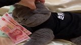 猫咪不让主人摸，一看到钱就忘了自我，真是贪财的动物！