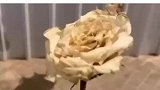 男子手持鲜花，神乎其技一抛，合板上插