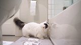 实拍：猫咪看主人去浴室洗澡 一下子就急了