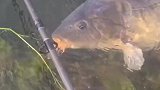 是我高估它了，几十斤的鱼竟然吃不下鱼饵