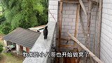 八哥鸟筑巢，叼回一条蚯蚓涂抹在窝内壁上，看有什么作用