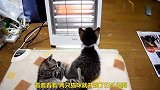 取暖器前的猫咪，感觉被打开了洪荒之力