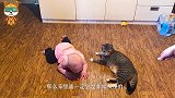 爸爸让小猫去照顾宝宝，接下来会发生什么呢？看完憋住别笑