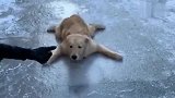 狗子：你啥意思放我雪地上就不管了