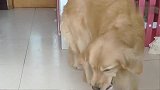 主人让金毛摸仙人球，金毛转身去拿手套，这狗怕是成精了
