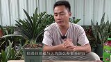 夏季养君子兰，6件事别疏忽，度夏无忧10月开大花