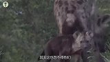 雄狮偷袭正吃饭的鬣狗，竟收获双倍的快乐，镜头记录捕猎全过程！