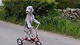 搞笑动物—汪星人：宝宝可是咱们村里唯一会骑车的狗狗！