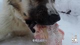 阿拉拜犬太护食，主人蹲在边上都不行，“邪恶”的不像话