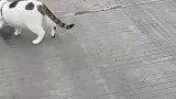 司机收养三只流浪猫，相伴走南闯北