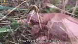 男子上山采蘑菇发现树下有一个怪东西，走近细看后，撒腿就跑