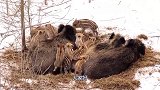 非洲部落的原始打猎方式，看见野猪直接放猴子，每次都能生擒野猪