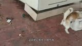 猫：我不就是吃东西没带钱吗，至于放狗咬我吗？