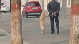 大爷带狗遛弯狗狗直立行走，狗:你看我这走姿用牵绳吗？