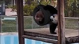 小熊猫今天心情不好，都不要惹