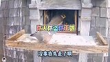 那鹰领悟的非常透彻，防火防盗防王鸽