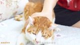 用舌头舔猫会发生什么猫：求求你做个人吧！