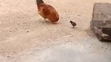 初生牛犊不怕虎！小鸡仔与大公鸡较劲一幕火遍全网