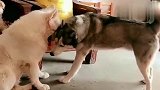萌宠：二哈欺负萨摩耶，还一口两口的恐吓它，结局超搞笑！