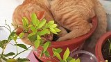 花盆里面居然长猫啦，好神奇啊