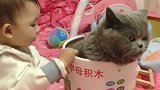 猫：天天被这熊孩子折磨，我也是受够了！
