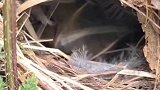叽咋柳莺在荨麻中筑巢，巢穴的外层是树叶杂草等，内部用羽毛等