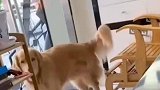 以为是狗咬猫，原来是猫锁喉