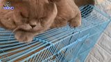 小流浪猫越长越漂亮，绝育后的胖公猫卖萌：没有人能抵抗朕的魅力