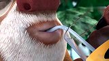 熊出没：光头强想占领这个地方，但是中暑晕倒了，他的想法泡汤了
